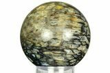 Polished, Black Petrified Palm Root Sphere - Indonesia #311560-1